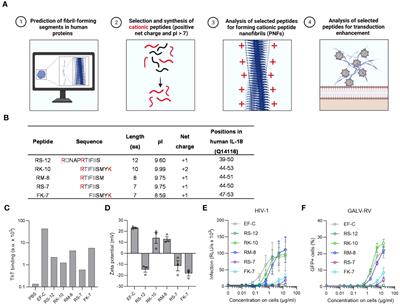 Optimized peptide nanofibrils as efficient transduction enhancers for in vitro and ex vivo gene transfer